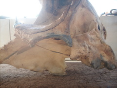 Ziphius cavirostris