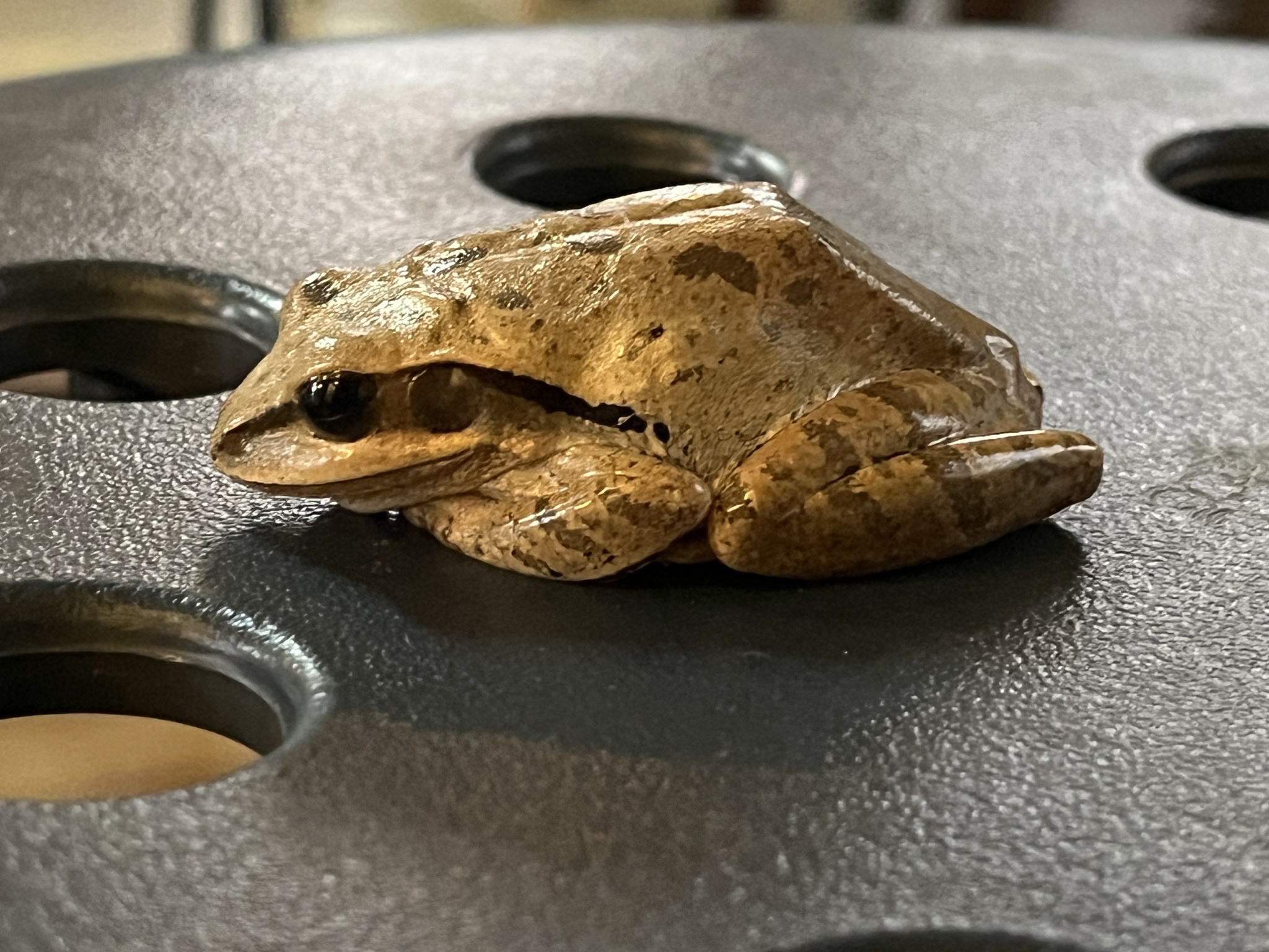 Big-Headed Whipping Frog