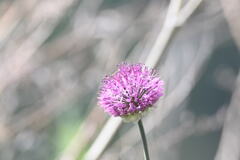 Allium fetisowii, photograph (c) kirinzi, some rights reserved (CC BY)