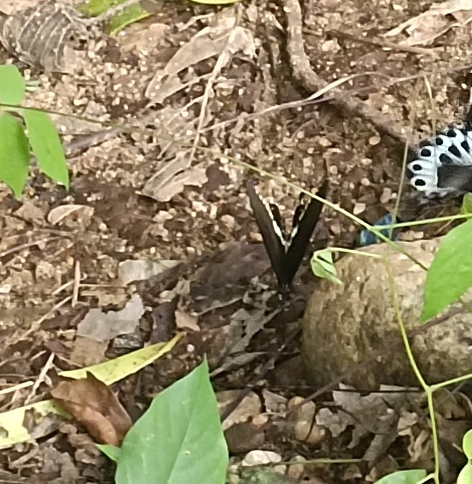 Common Mormon