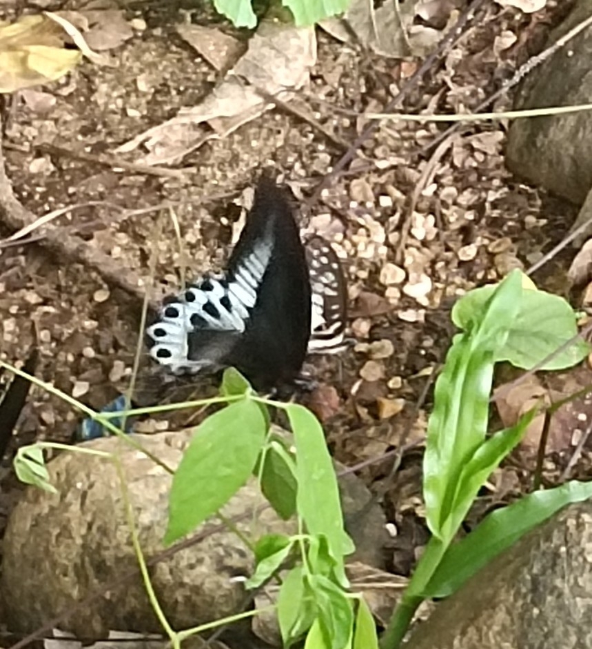 Island Mormon
