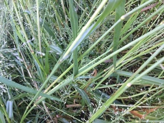 Panicum schinzii