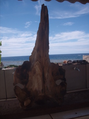Ziphius cavirostris