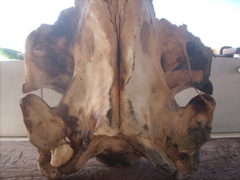 Ziphius cavirostris