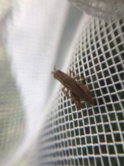Tettigidea lateralis