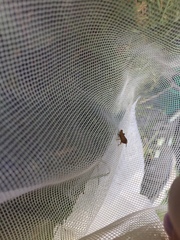 Tettigidea lateralis