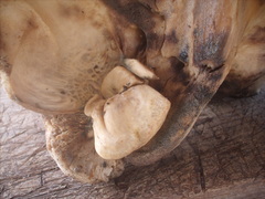 Ziphius cavirostris