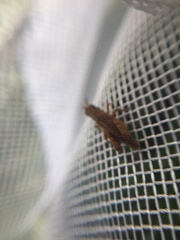 Tettigidea lateralis