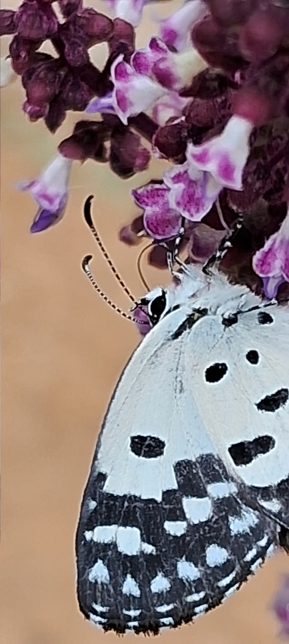 Red Pierrot