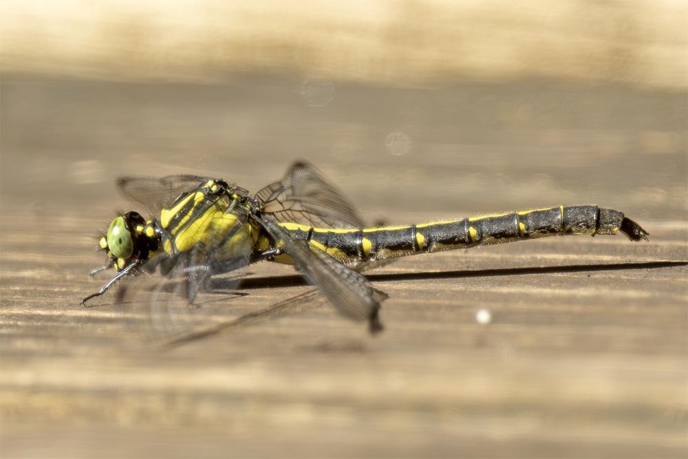 Trigomphus ogumai