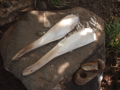 Ziphius cavirostris