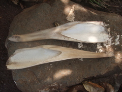 Ziphius cavirostris