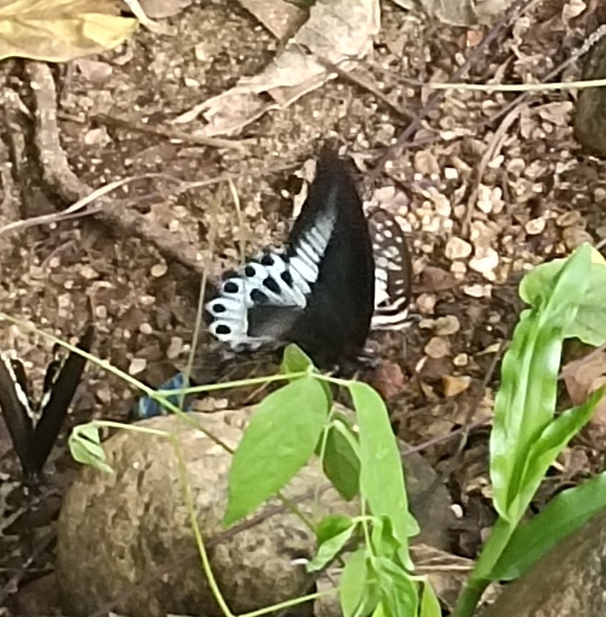 Island Mormon