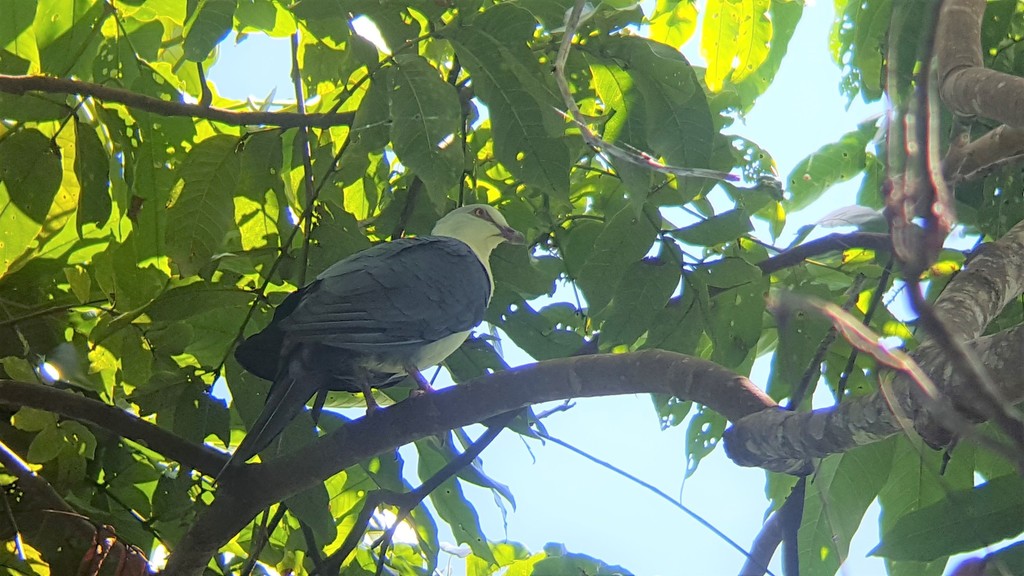 Pied Cuckoo-Dove photo