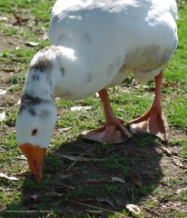 Anser anser domesticus × anser cygnoides domesticus