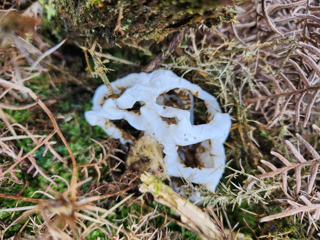 Ileodictyon cibarium · May 2025 · photo: © archie_tarn (iNaturalist, cc-by)
