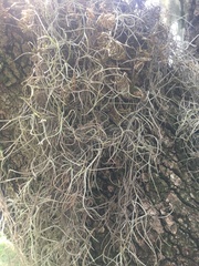 Tillandsia usneoides