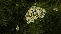 Sambucus australis