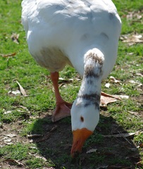 Anser anser domesticus × anser cygnoides domesticus