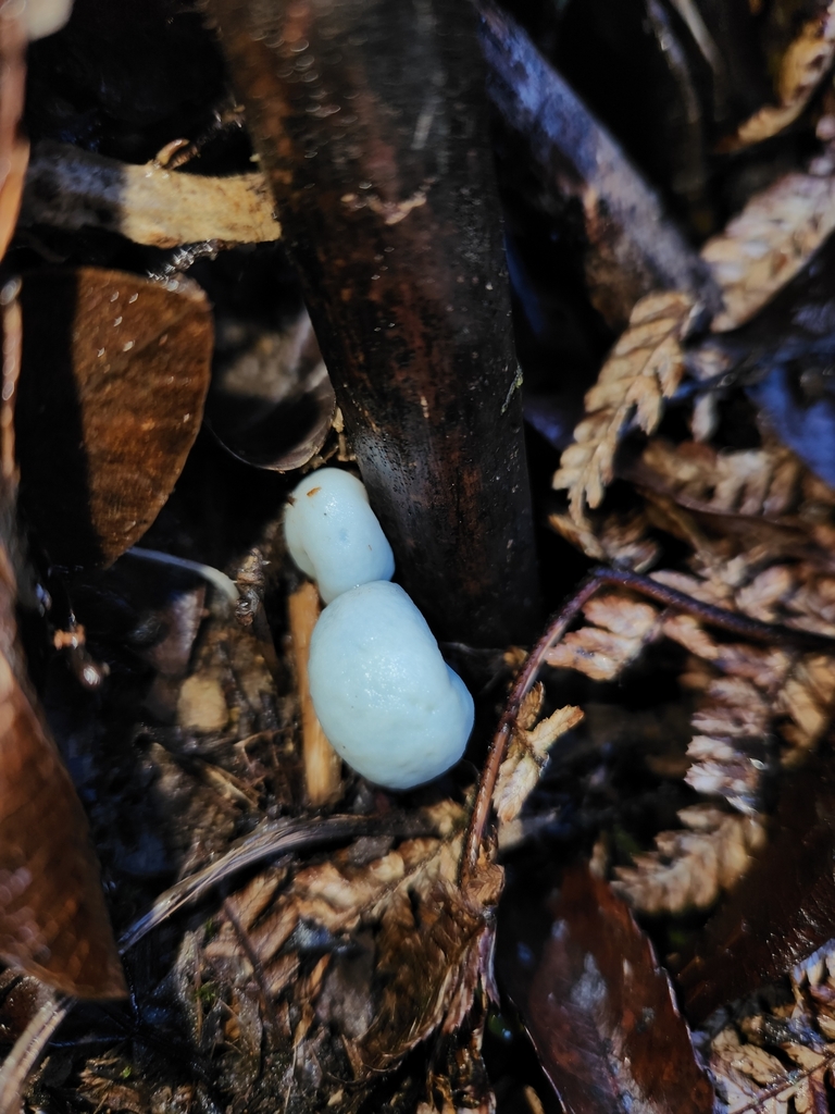 Clavogaster virescens · May 2025 · photo: © archie_tarn (iNaturalist, cc-by)