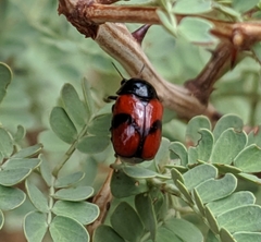 Urodera dilaticollis