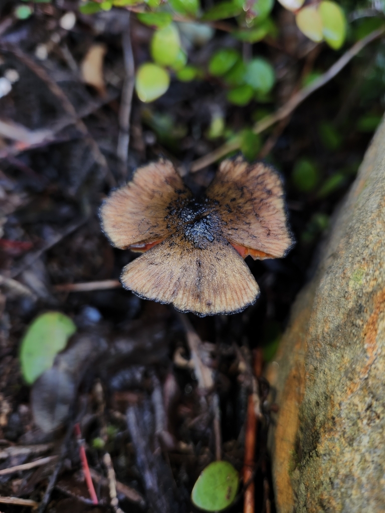 Hygrocybe astatogala · May 2025 · photo: © archie_tarn (iNaturalist, cc-by)