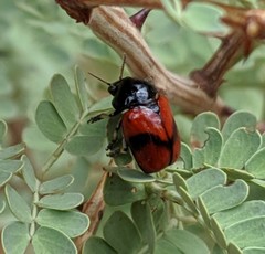 Urodera dilaticollis