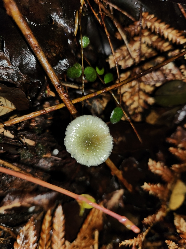 Gliophorus graminicolor · May 2025 · photo: © archie_tarn (iNaturalist, cc-by)