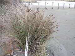Juncus kraussii