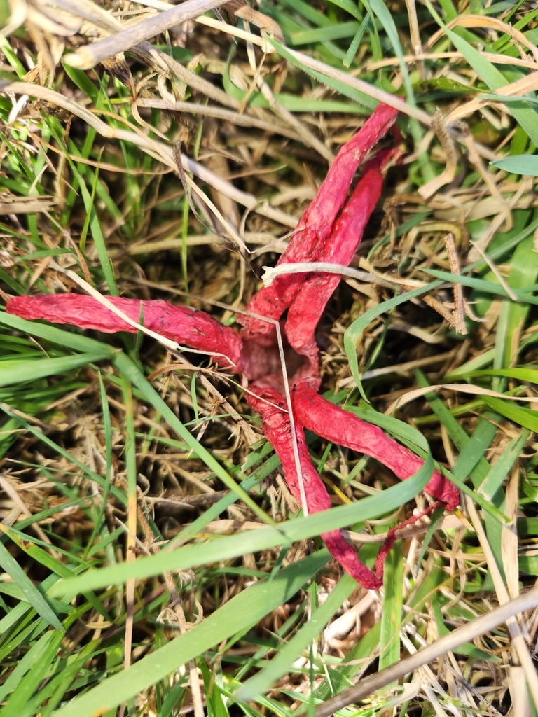 Clathrus archeri · May 2025 · photo: © archie_tarn (iNaturalist, cc-by)