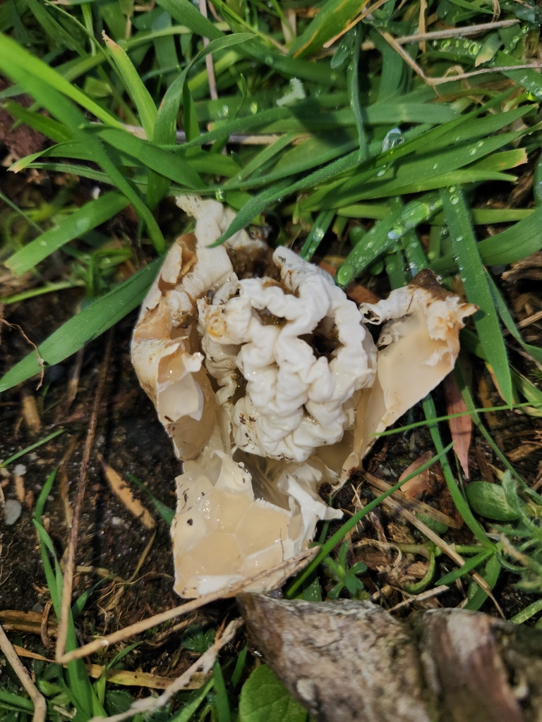 Ileodictyon cibarium · May 2025 · photo: © archie_tarn (iNaturalist, cc-by)