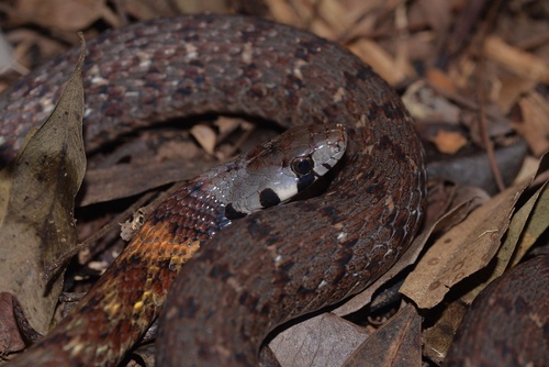 Photo of a Guangdong Keelback (Rhabdophis guangdongensis)