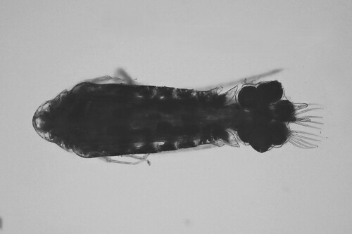 Mixodiaptomus laciniatus
