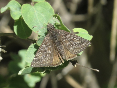 iNaturalist observation photo of Propertius Duskywing