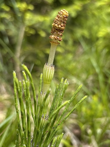 Equisetum arvense iNat (3)