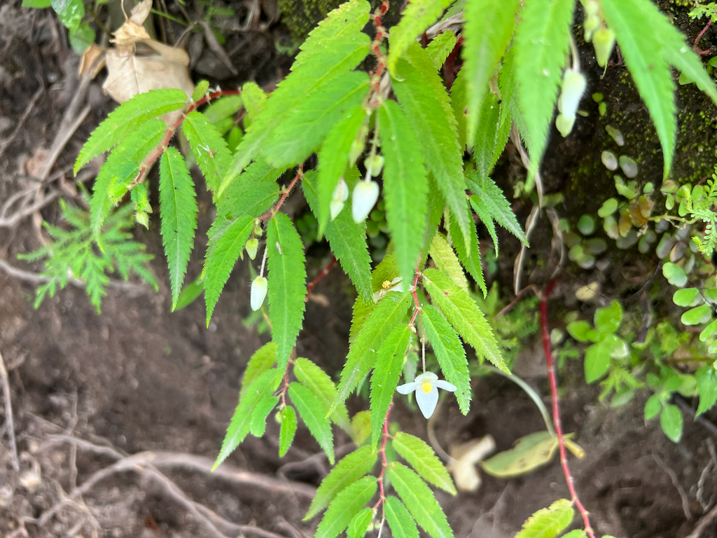 Begonia pteridiformis 'Red'