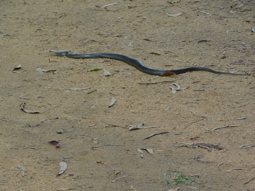 Eastern Brown Snake sighting
