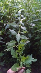 Lycopus europaeus