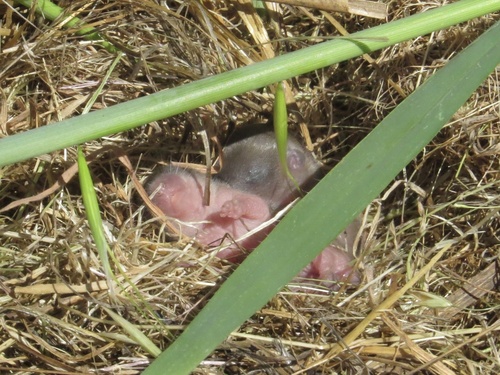 iNaturalist observation photo of California Vole