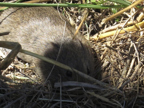 iNaturalist observation photo of California Vole