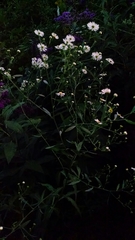 Boltonia asteroides
