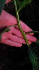 Boltonia asteroides