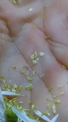 Boltonia asteroides