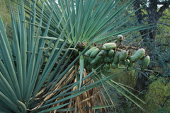 Yucca madrensis
