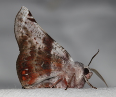 Oenochroma turneri