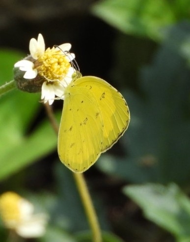 Common Grass Yellow