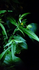 Bidens cernua