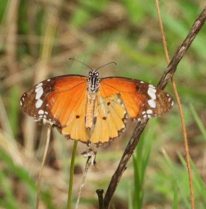 Plain Tiger