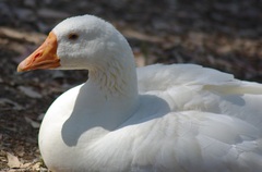Anser anser domesticus × anser cygnoides domesticus