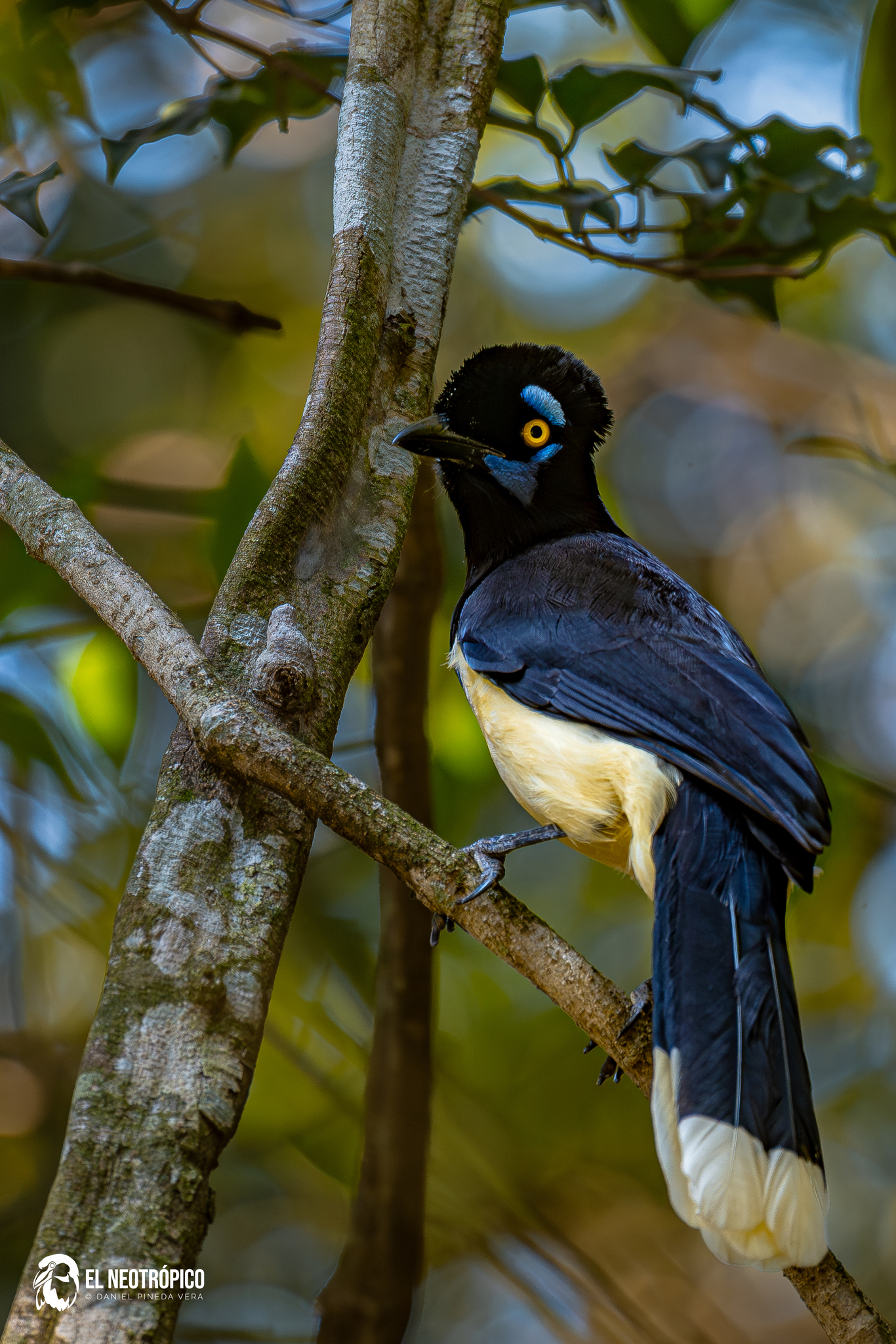 Plush-crested Jay illustration